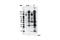 Phosphotyrosine antibody, 8954S, Cell Signaling Technology, Immunoprecipitation image 