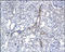 Cellular Communication Network Factor 2 antibody, 251261, Abbiotec, Immunohistochemistry paraffin image 