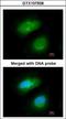 MAPK Activated Protein Kinase 5 antibody, GTX107938, GeneTex, Immunocytochemistry image 