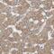 Endoplasmic Reticulum Lectin 1 antibody, PA5-56763, Invitrogen Antibodies, Immunohistochemistry paraffin image 