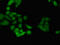 DNA-binding protein inhibitor ID-4 antibody, orb52667, Biorbyt, Immunocytochemistry image 
