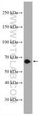 Reticulophagy Regulator 1 antibody, 21537-1-AP, Proteintech Group, Western Blot image 