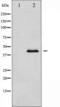 MEK1/2 antibody, TA325634, Origene, Western Blot image 