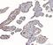 Proteolipid Protein 2 antibody, A06255-1, Boster Biological Technology, Immunohistochemistry paraffin image 