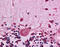 Heat Shock Protein 90 Alpha Family Class B Member 1 antibody, 51-563, ProSci, Immunohistochemistry frozen image 