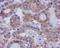 Dual Specificity Phosphatase 6 antibody, M02157, Boster Biological Technology, Immunohistochemistry frozen image 