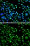 Thioredoxin domain-containing protein 5 antibody, GTX65848, GeneTex, Immunofluorescence image 