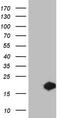 Methionine Sulfoxide Reductase B3 antibody, CF803478, Origene, Western Blot image 