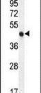 Cyclin Dependent Kinase Inhibitor 1C antibody, PA5-24428, Invitrogen Antibodies, Western Blot image 