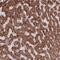 Ribosomal Protein S18 antibody, NBP2-13263, Novus Biologicals, Immunohistochemistry frozen image 