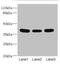 T-cell surface glycoprotein CD1c antibody, orb41371, Biorbyt, Western Blot image 