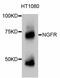 Nerve Growth Factor Receptor antibody, STJ112916, St John