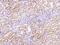 Gamma-Aminobutyric Acid Type A Receptor Epsilon Subunit antibody, 200287-T08, Sino Biological, Immunohistochemistry frozen image 