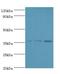 Annexin A5 antibody, LS-C369249, Lifespan Biosciences, Western Blot image 