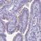 Cilia And Flagella Associated Protein 100 antibody, NBP2-14449, Novus Biologicals, Immunohistochemistry frozen image 