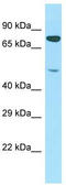 Pentatricopeptide Repeat Domain 1 antibody, TA331946, Origene, Western Blot image 