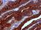 Fucosyltransferase 3 (Lewis Blood Group) antibody, NB500-525, Novus Biologicals, Immunohistochemistry paraffin image 