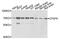 Cleavage And Polyadenylation Specific Factor 6 antibody, A5963, ABclonal Technology, Western Blot image 