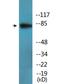 Ribosomal Protein S6 Kinase A1 antibody, LS-C291629, Lifespan Biosciences, Western Blot image 