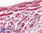 Voltage Dependent Anion Channel 1 antibody, LS-B7906, Lifespan Biosciences, Immunohistochemistry frozen image 