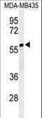 Cytosolic Iron-Sulfur Assembly Component 3 antibody, LS-C164745, Lifespan Biosciences, Western Blot image 