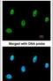 Sestrin 3 antibody, PA5-22220, Invitrogen Antibodies, Immunofluorescence image 