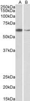 Ariadne RBR E3 Ubiquitin Protein Ligase 2 antibody, LS-C54534, Lifespan Biosciences, Western Blot image 