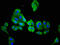 Aminoacylase 3 antibody, LS-C672640, Lifespan Biosciences, Immunofluorescence image 