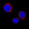 Superoxide Dismutase 2 antibody, MAB3419, R&D Systems, Immunofluorescence image 