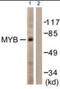 MYB Proto-Oncogene, Transcription Factor antibody, orb94565, Biorbyt, Western Blot image 
