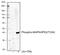 MAPK Activated Protein Kinase 2 antibody, MA5-28081, Invitrogen Antibodies, Western Blot image 