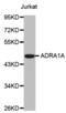 Adrenoceptor Alpha 1A antibody, abx001252, Abbexa, Western Blot image 