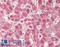 COX2 antibody, LS-B410, Lifespan Biosciences, Immunohistochemistry paraffin image 