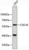 Cell Division Cycle 45 antibody, 19-310, ProSci, Western Blot image 