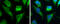 RBFA antibody, GTX131133, GeneTex, Immunofluorescence image 
