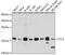 Cofilin 1 antibody, 13-217, ProSci, Western Blot image 