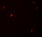 F-Box And Leucine Rich Repeat Protein 16 antibody, 6165, ProSci Inc, Immunofluorescence image 