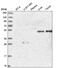Sterile Alpha Motif Domain Containing 1 antibody, NBP2-58972, Novus Biologicals, Western Blot image 