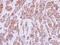 Calpastatin antibody, NBP2-15678, Novus Biologicals, Immunohistochemistry frozen image 