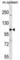 Nucleotide Binding Oligomerization Domain Containing 1 antibody, abx030859, Abbexa, Western Blot image 