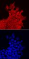 Kruppel Like Factor 5 antibody, AF3758, R&D Systems, Immunofluorescence image 
