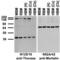 ATPase Family AAA Domain Containing 1 antibody, 73-157, Antibodies Incorporated, Western Blot image 