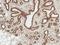 Wnt Family Member 3 antibody, LS-C776539, Lifespan Biosciences, Immunohistochemistry frozen image 