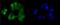 CAMP Responsive Element Binding Protein 1 antibody, NBP2-67274, Novus Biologicals, Immunofluorescence image 