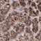 Galactosidase Alpha antibody, NBP1-89797, Novus Biologicals, Immunohistochemistry paraffin image 