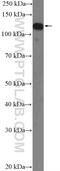 Interacts With SUPT6H, CTD Assembly Factor 1 antibody, 16943-1-AP, Proteintech Group, Western Blot image 