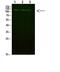 FIG4 Phosphoinositide 5-Phosphatase antibody, PA5-68477, Invitrogen Antibodies, Western Blot image 