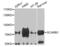 Scavenger Receptor Class B Member 1 antibody, orb48529, Biorbyt, Western Blot image 