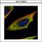 Calpain 11 antibody, GTX115584, GeneTex, Immunocytochemistry image 