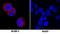 Receptor Interacting Serine/Threonine Kinase 3 antibody, NBP2-76799, Novus Biologicals, Immunofluorescence image 